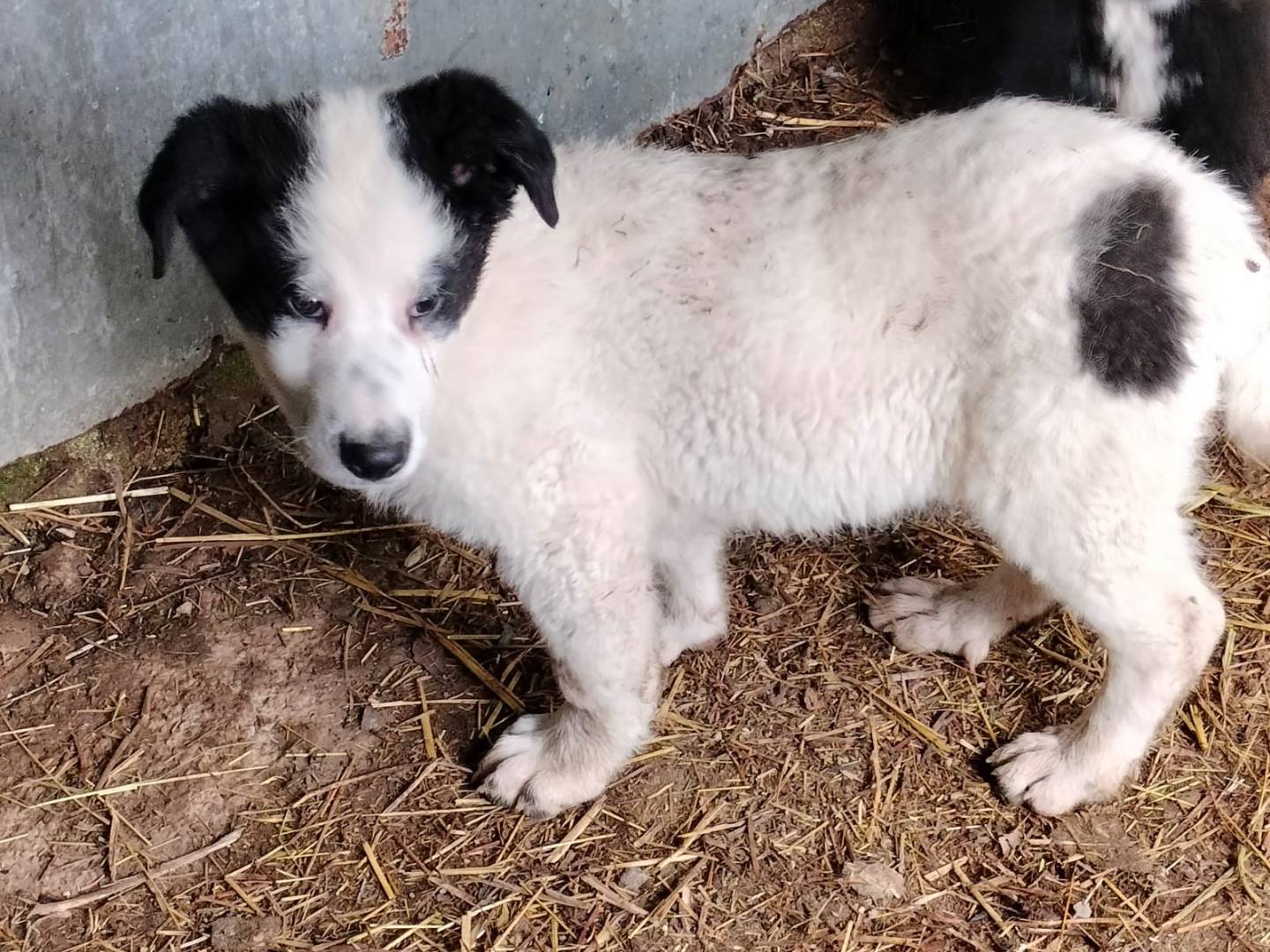Adotta un cane, femmina, 6 mesi, Frosinone