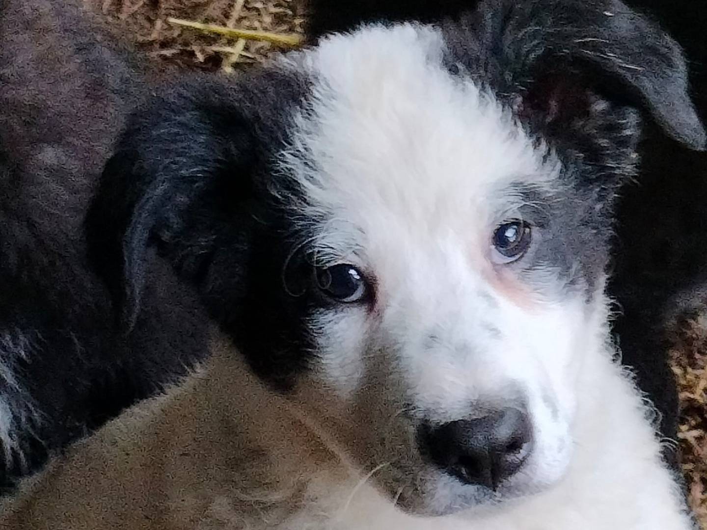 Adotta il cane TATI a Frosinone