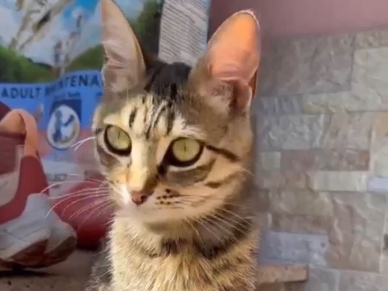 Foto dell'animale