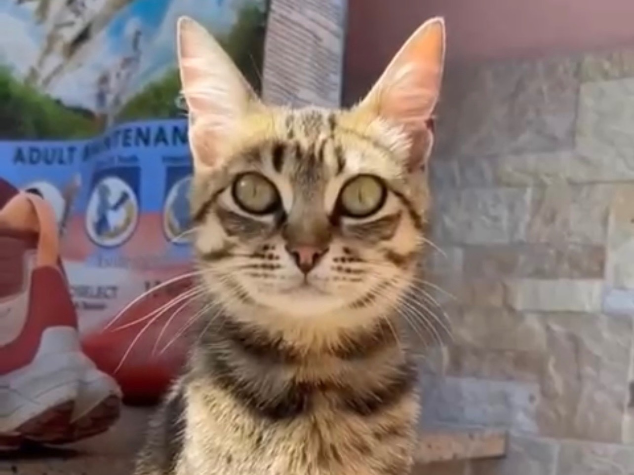 Adotta un gatto, femmina, 11 mesi, Messina