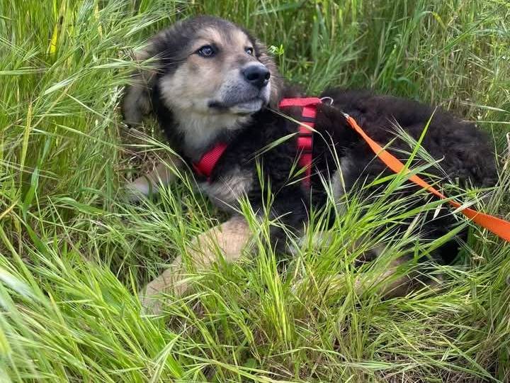 Adotta un cane, maschio, 4 mesi, Siracusa