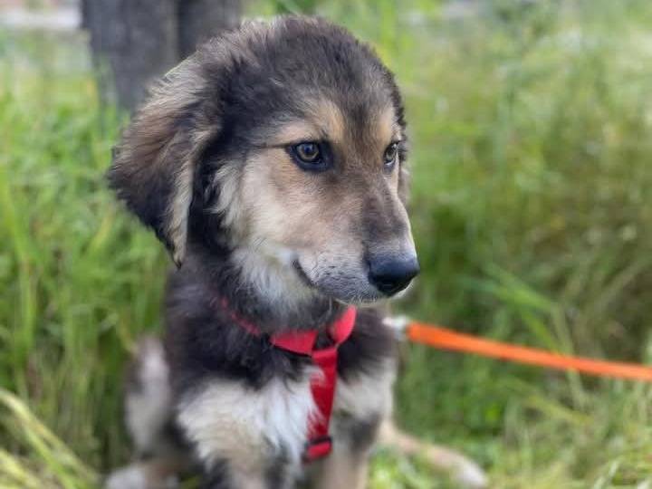 Vuoi adottare un cane a Siracusa?