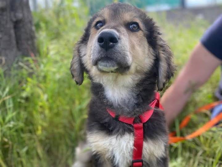 Adotta il cane JANGO a Siracusa