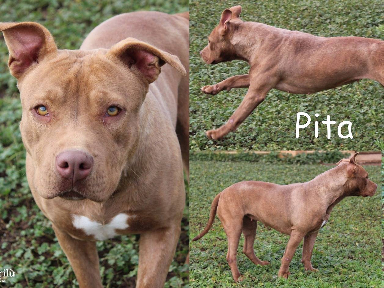 Adozione cane, femmina, Pitbull Razza sconosciuta, 1 anno e 1 mese, taglia media, Roma