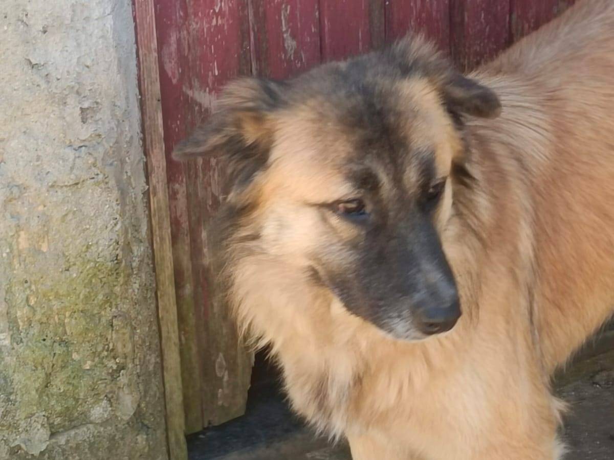 Adozione cane, femmina, Pastore tedesco Razza sconosciuta, 1 anno e 4 mesi , taglia media, Vibo