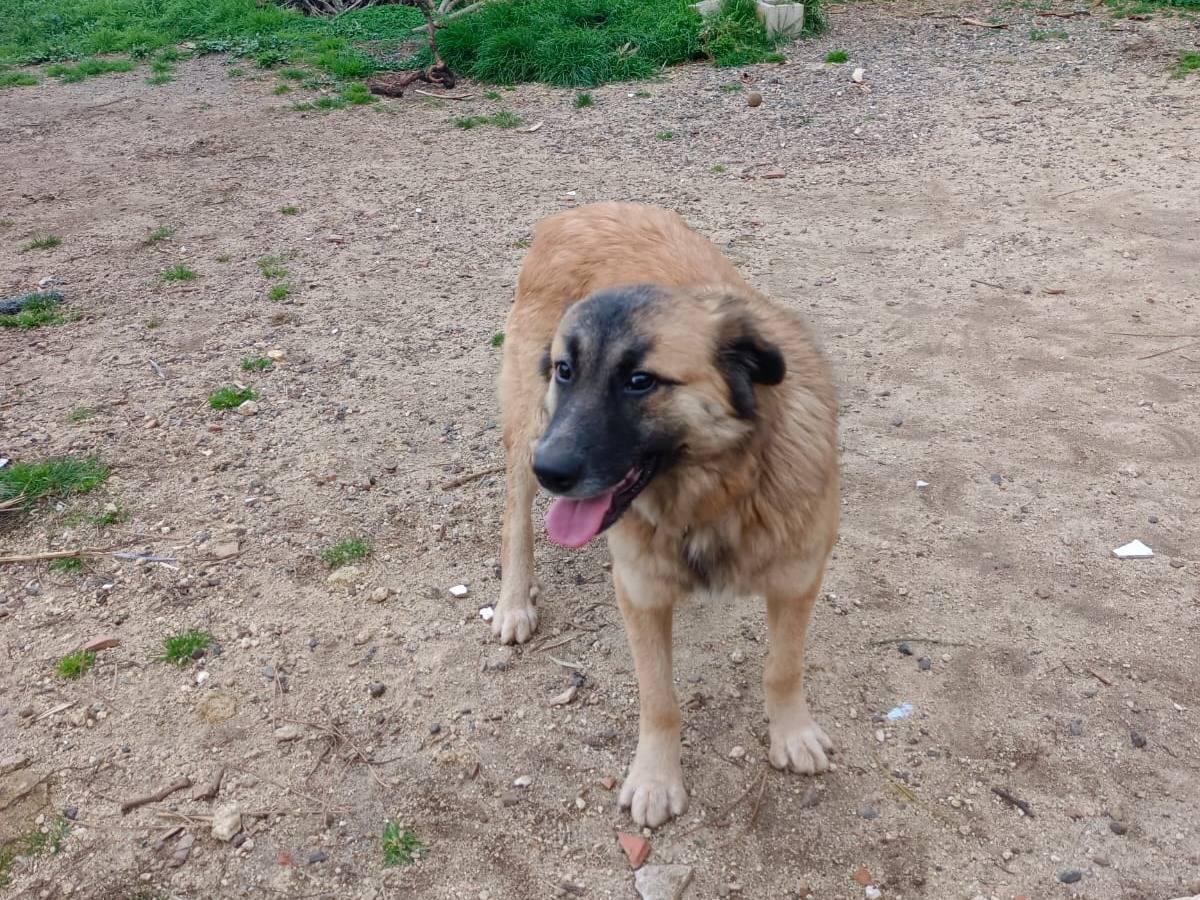 Adotta un cane, taglia media, femmina, Vibo