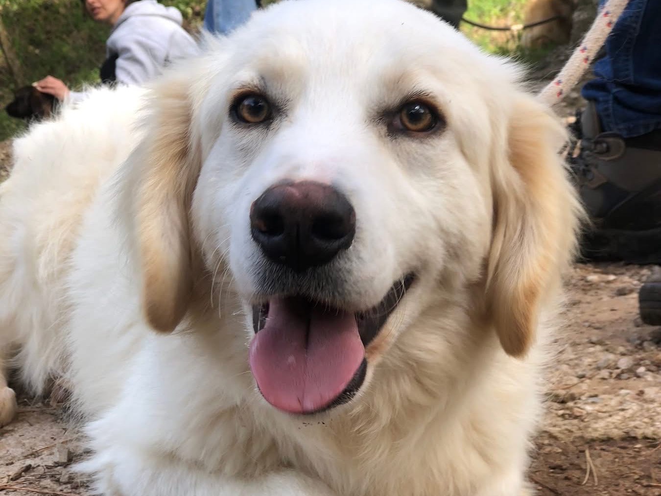 Adotta un cane, taglia media, maschio, Latina