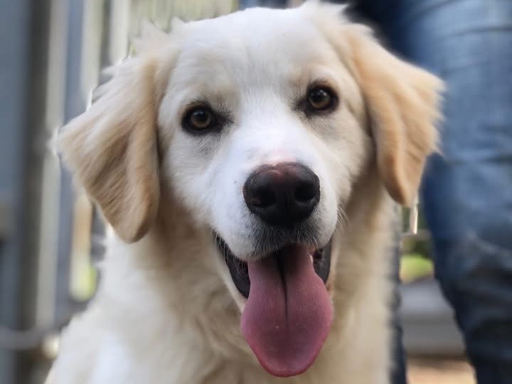 Vuoi adottare un cane a Latina?