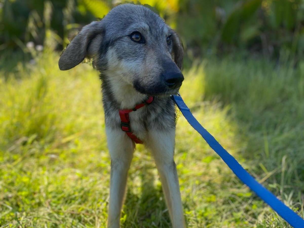 Adotta un cane, maschio, 1 anno e 5 mesi , Siracusa