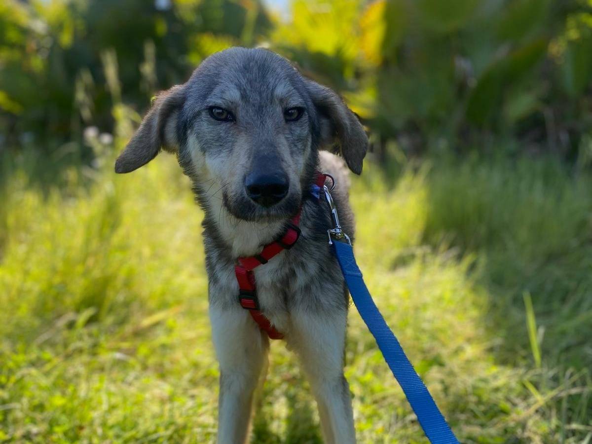 Adotta un cane, taglia media contenuta, maschio, Siracusa