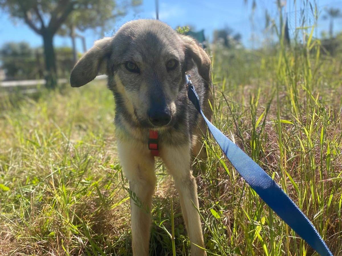 Vuoi adottare un cane a Siracusa?