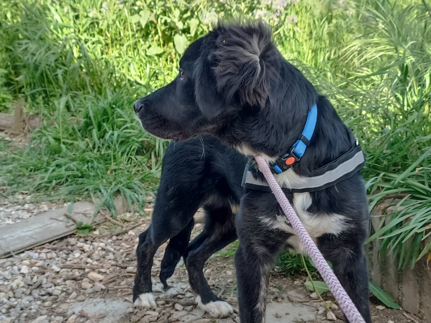 Adotta un cane, maschio, 9 mesi, Benevento