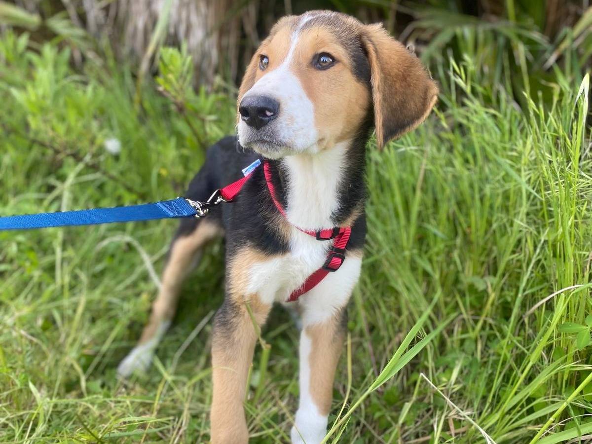 Adozione cane, maschio, Razza sconosciuta Razza sconosciuta, 4 mesi, taglia media, Siracusa