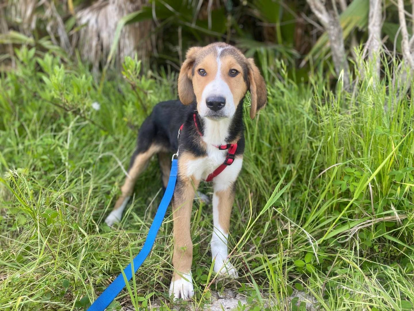 Adotta un cane, maschio, 4 mesi, Siracusa
