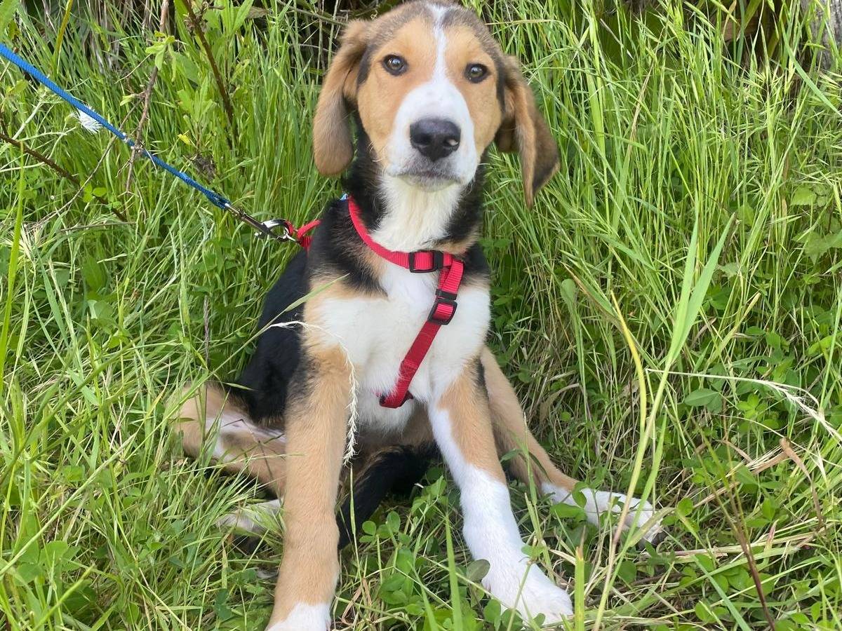 Adotta un cane, taglia media, maschio, Siracusa