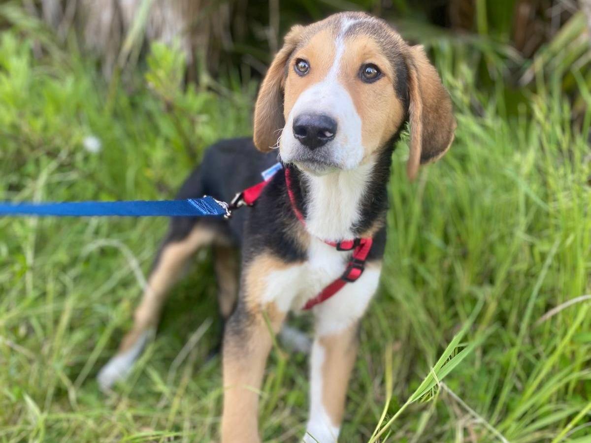 Adotta il cane LENNY  a Siracusa