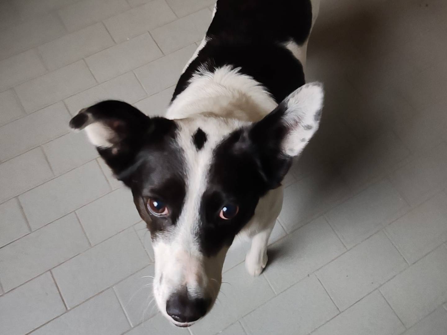 Adotta un cane, femmina, 9 anni  e 3 mesi , Messina