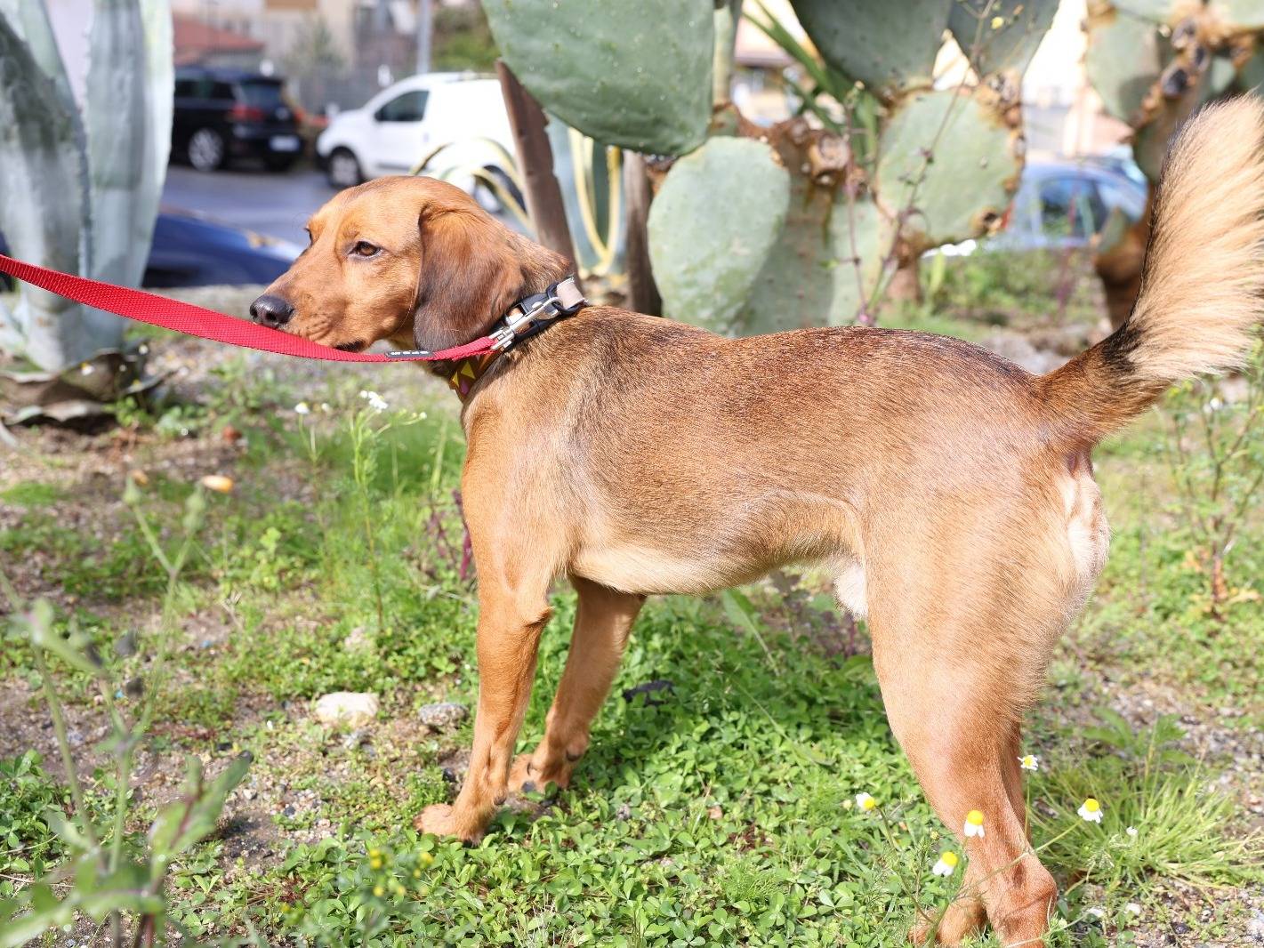 Adotta un cane, maschio, 1 anno e 9 mesi , Vibo
