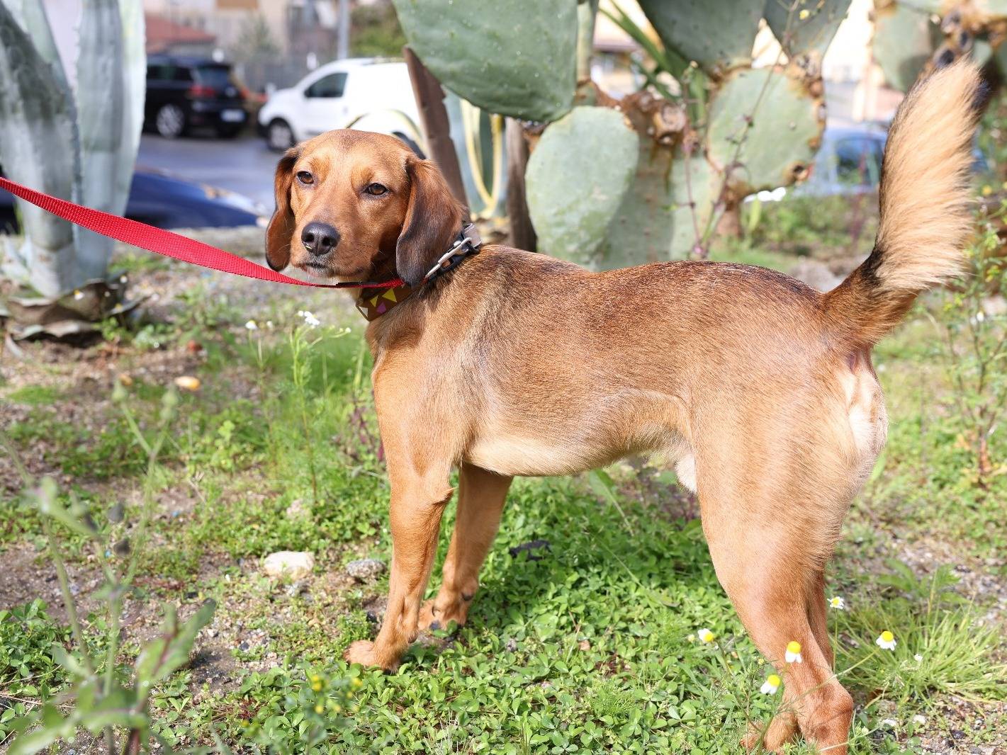 Adotta un cane, taglia media contenuta, maschio, Vibo