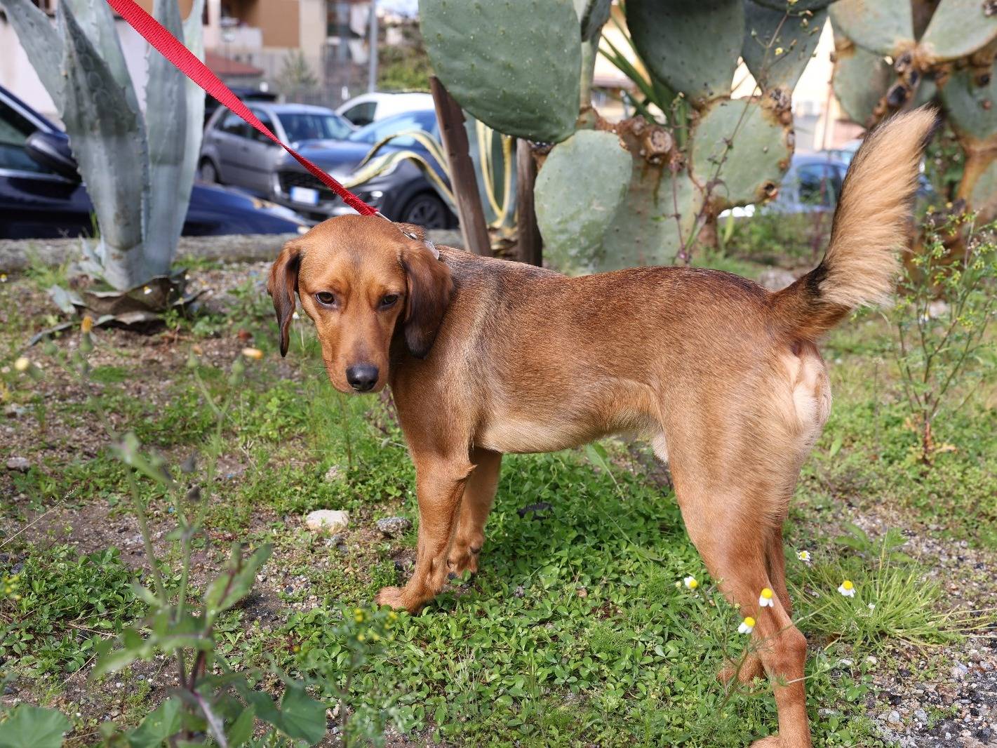 Vuoi adottare un cane a Vibo?