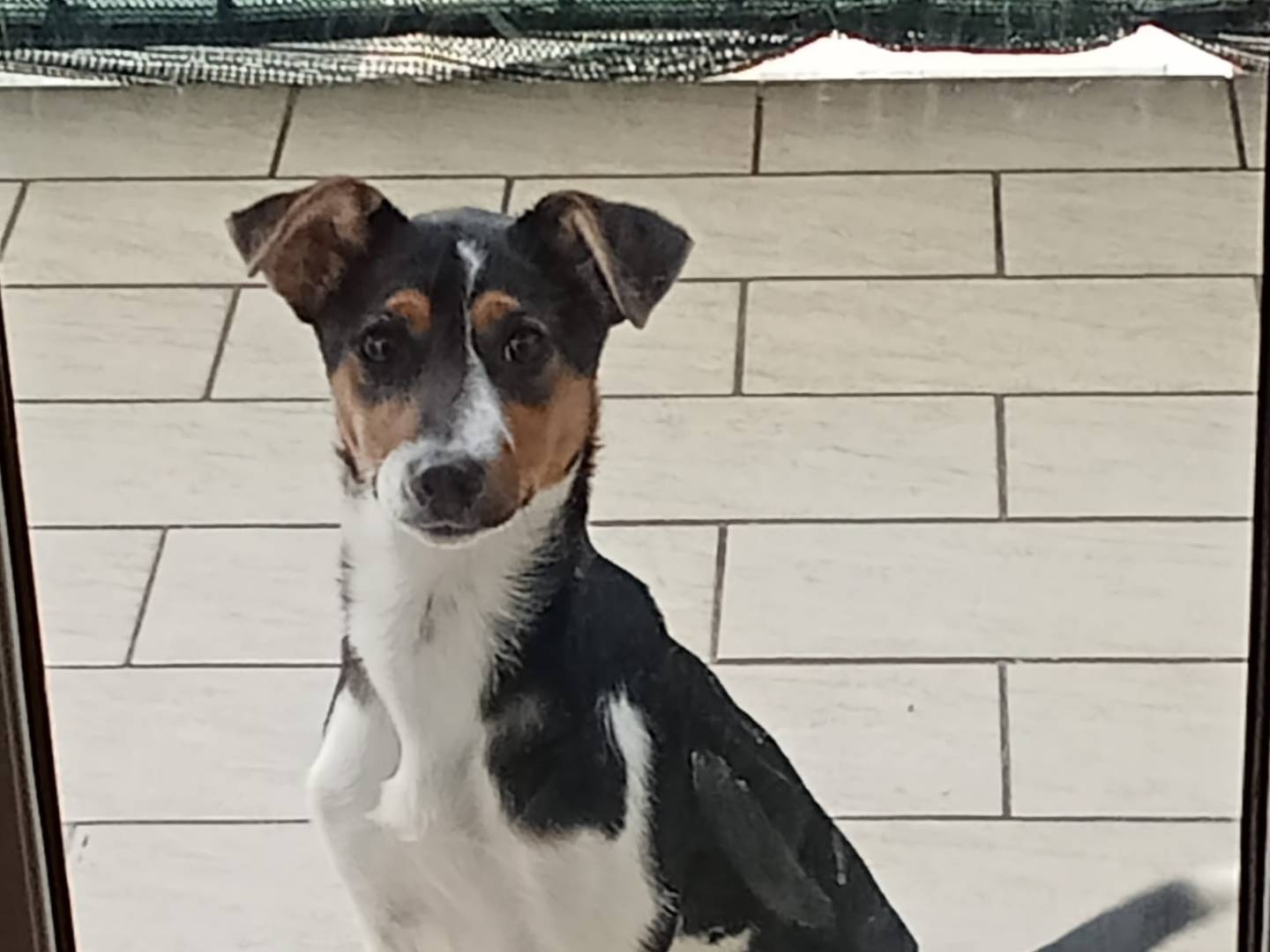Adotta un cane, femmina, 6 mesi, Vibo