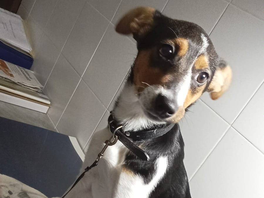 Adotta un cane, taglia piccola, femmina, Vibo