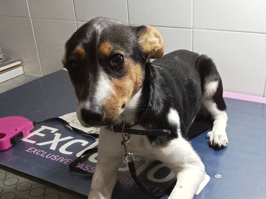 Vuoi adottare un cane a Vibo?