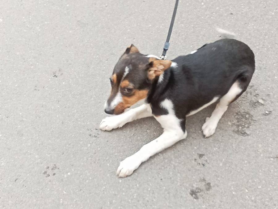 Adotta il cane Gioia a Vibo