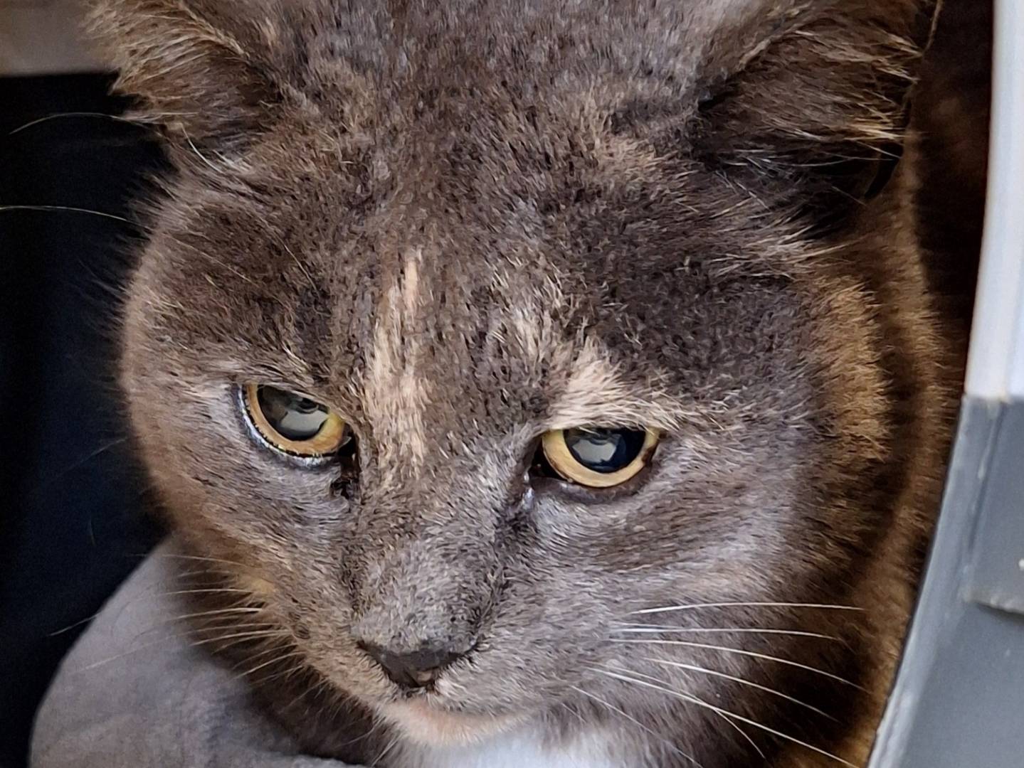 Adotta un gatto, femmina, 4 anni e 5 mesi, Bologna