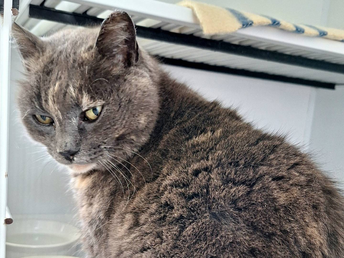 Adotta un gatto, taglia non valida, femmina, Bologna