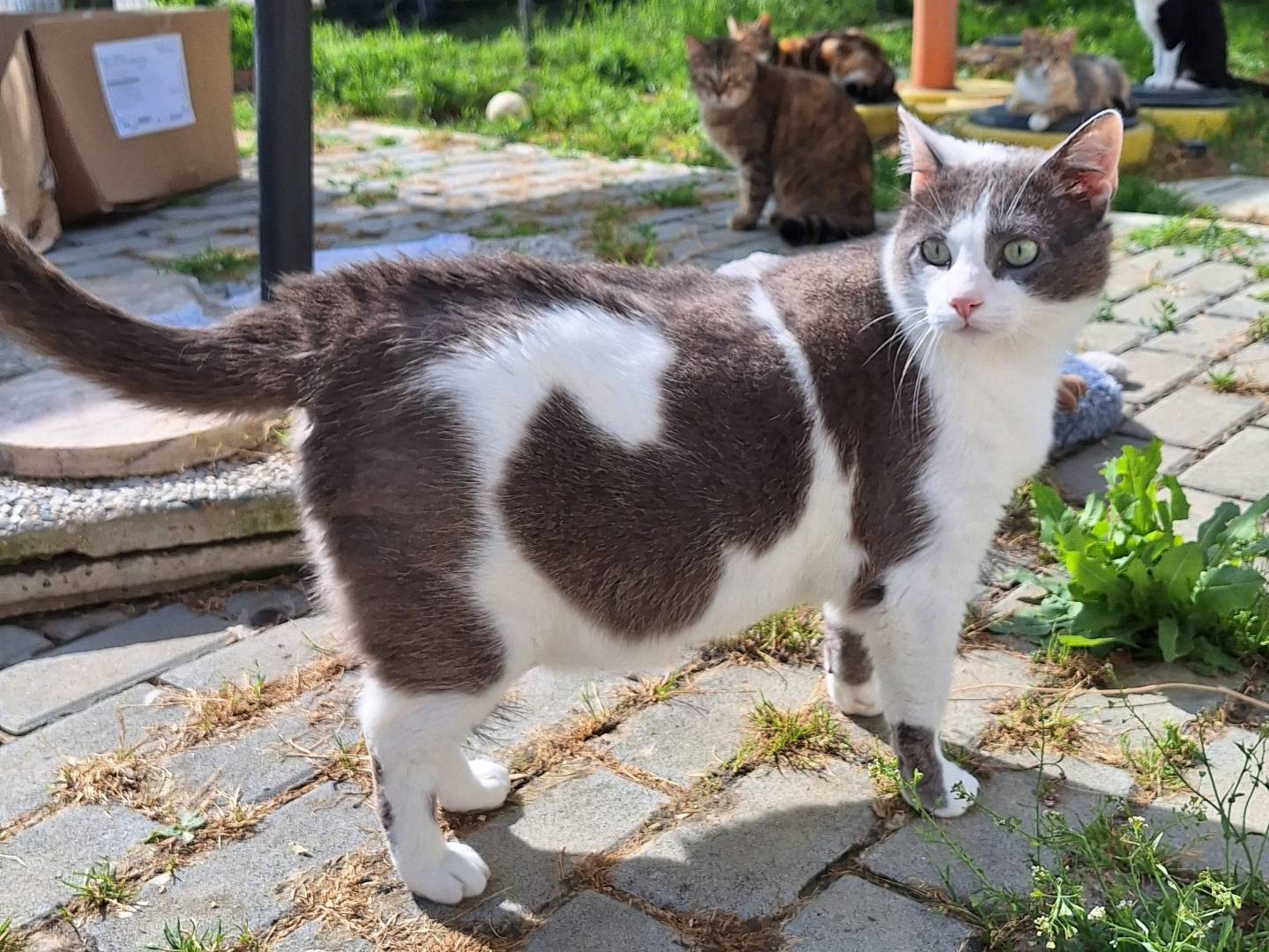 Foto dell'animale