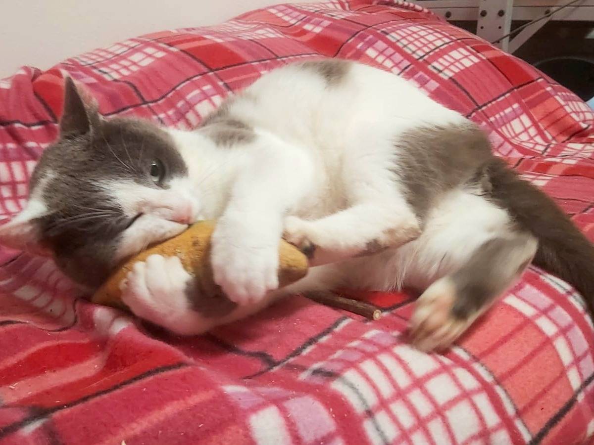 Adotta un gatto, maschio, 3 anni  e 5 mesi , Bologna