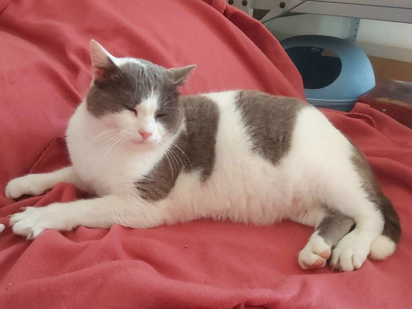 Adotta un gatto, taglia non valida, maschio, Bologna