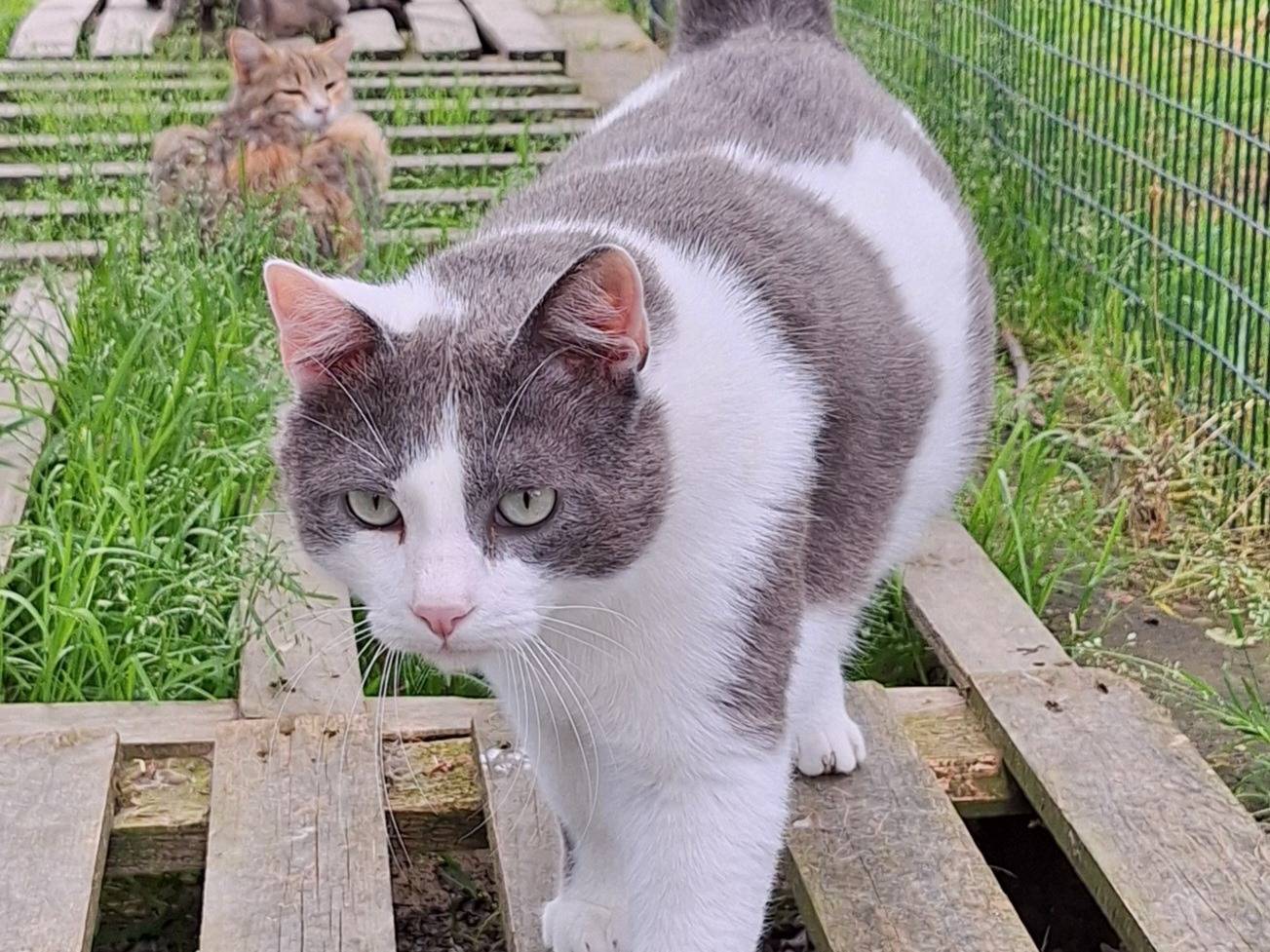 Vuoi adottare un gatto a Bologna?