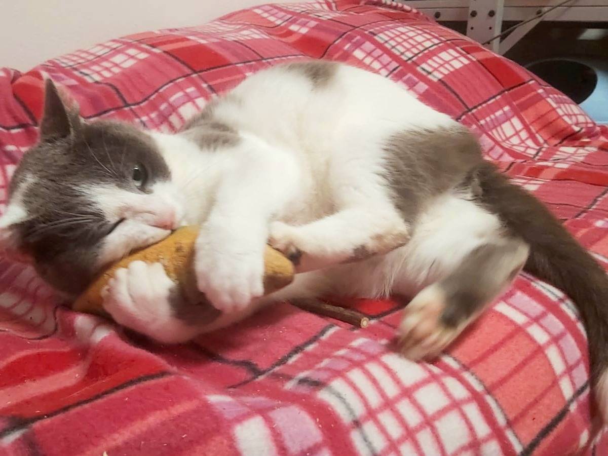 Adotta un gatto, taglia non valida, maschio, Bologna