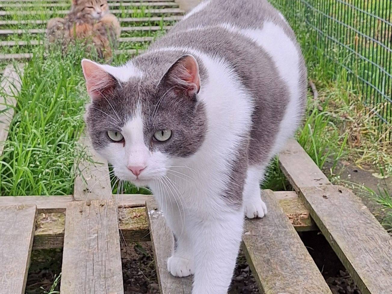 Vuoi adottare un gatto a Bologna?
