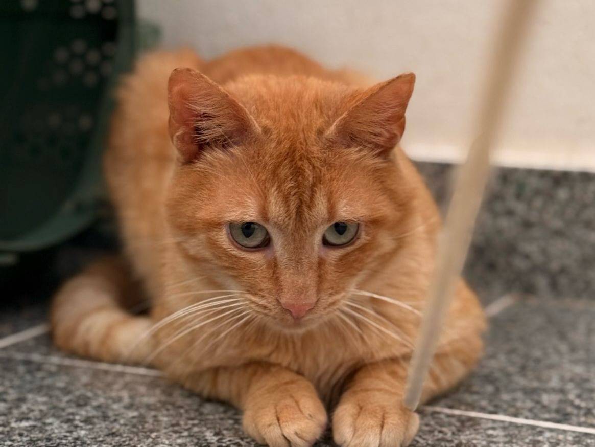 Foto dell'animale