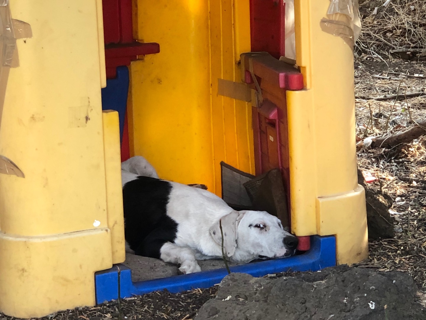 Adotta un cane, maschio, 1 anno e 11 mesi , Catania