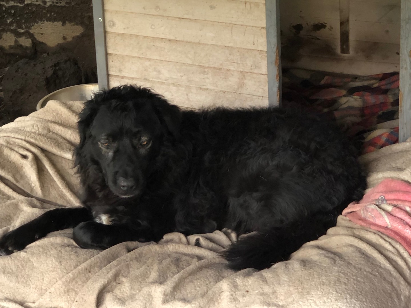 Adotta un cane, maschio, 6 anni  e 6 mesi , Catania