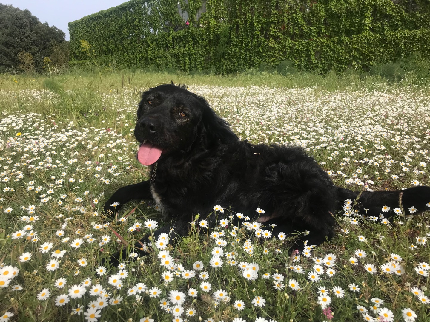 Adotta un cane, taglia grande, maschio, Catania