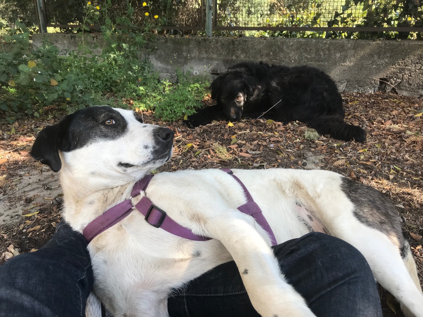 Adotta un cane, maschio, 5 anni  e 6 mesi , Catania
