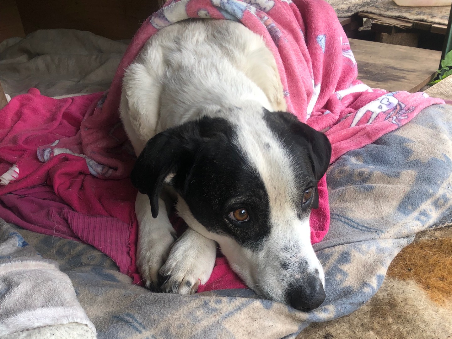 Adotta un cane, taglia grande, maschio, Catania