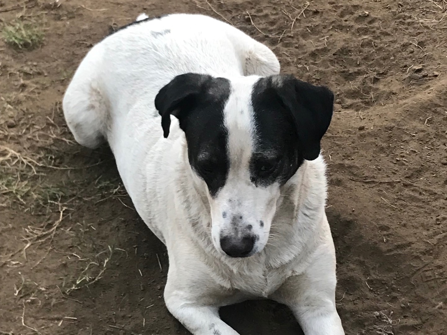Adotta il cane Cesare a Catania