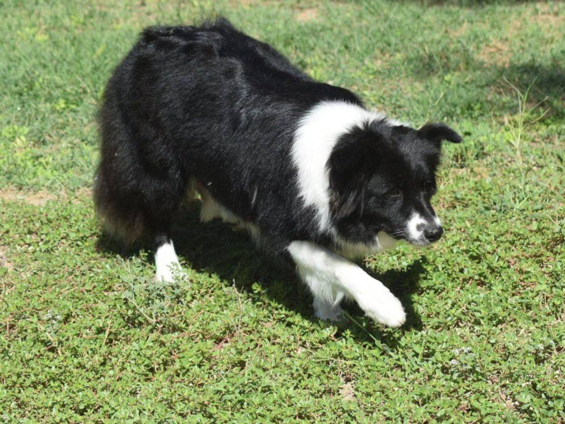 Adotta un cane, femmina, 5 anni  e 9 mesi , Foggia