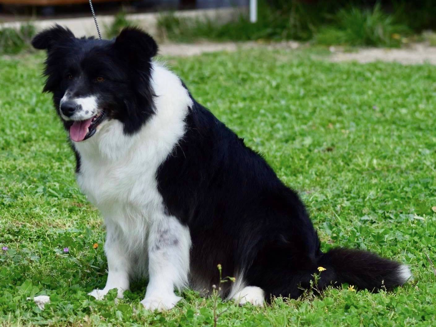 Adotta il cane JOY a Foggia