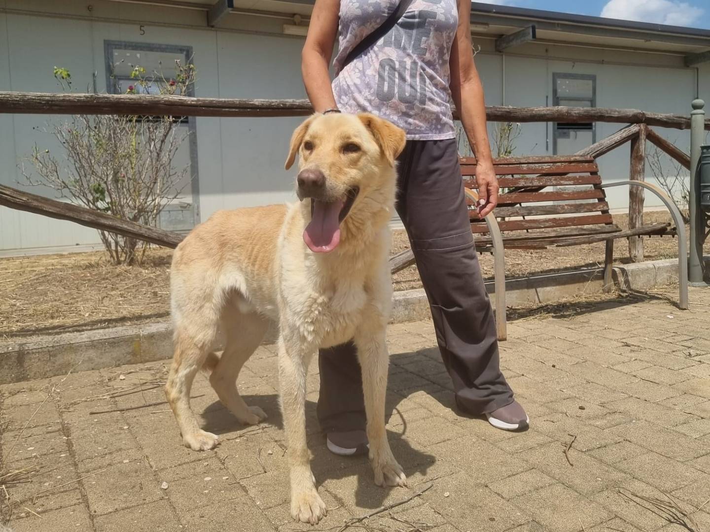 Adotta un cane, taglia media, maschio, Bari
