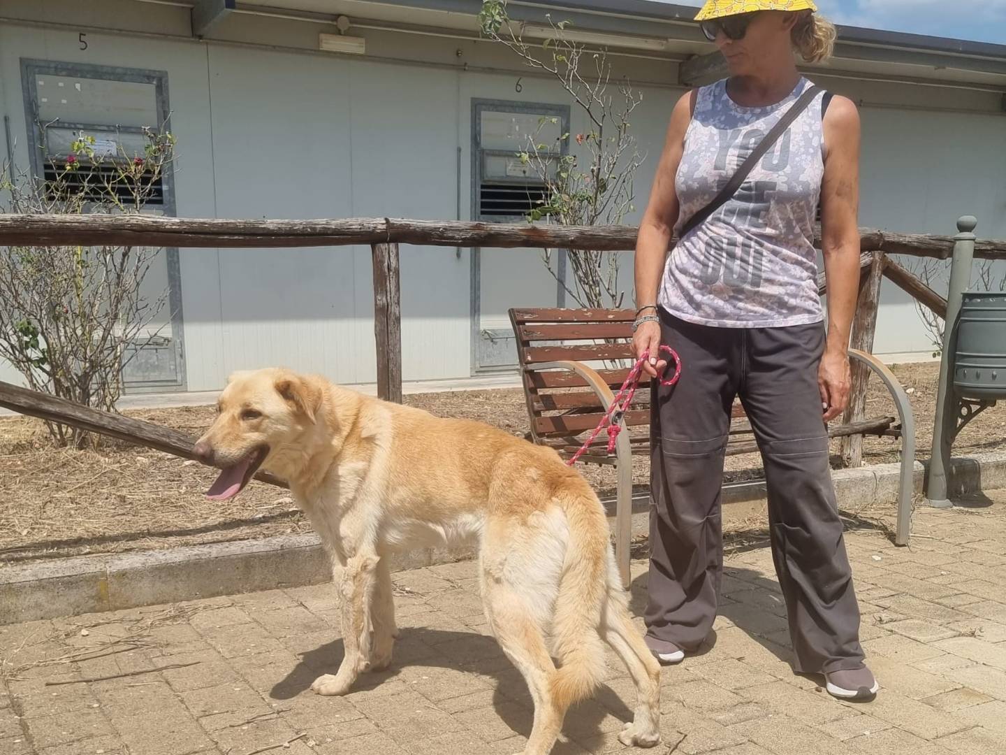 Adotta il cane Ciabatta a Bari