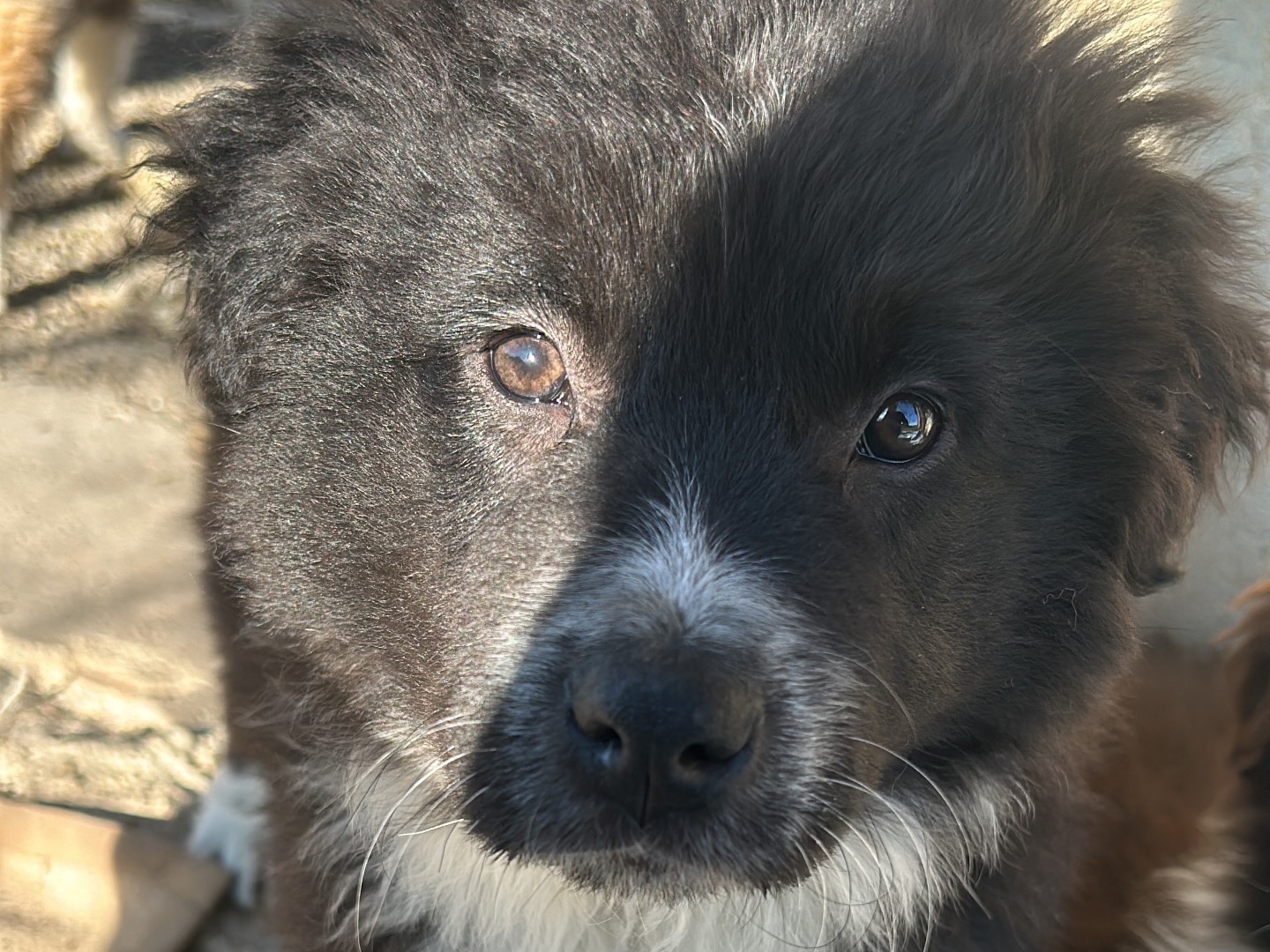 Foto dell'animale