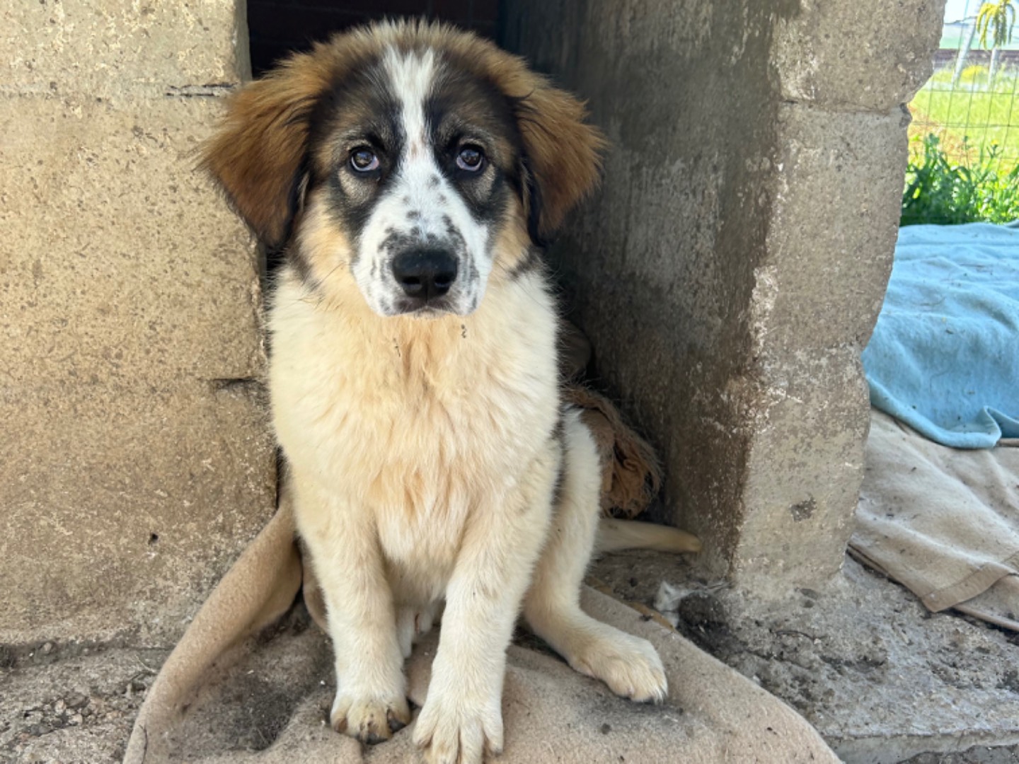 Adozione cane, femmina, San Bernardo Pastore maremmano, 4 mesi, taglia gigante, Matera