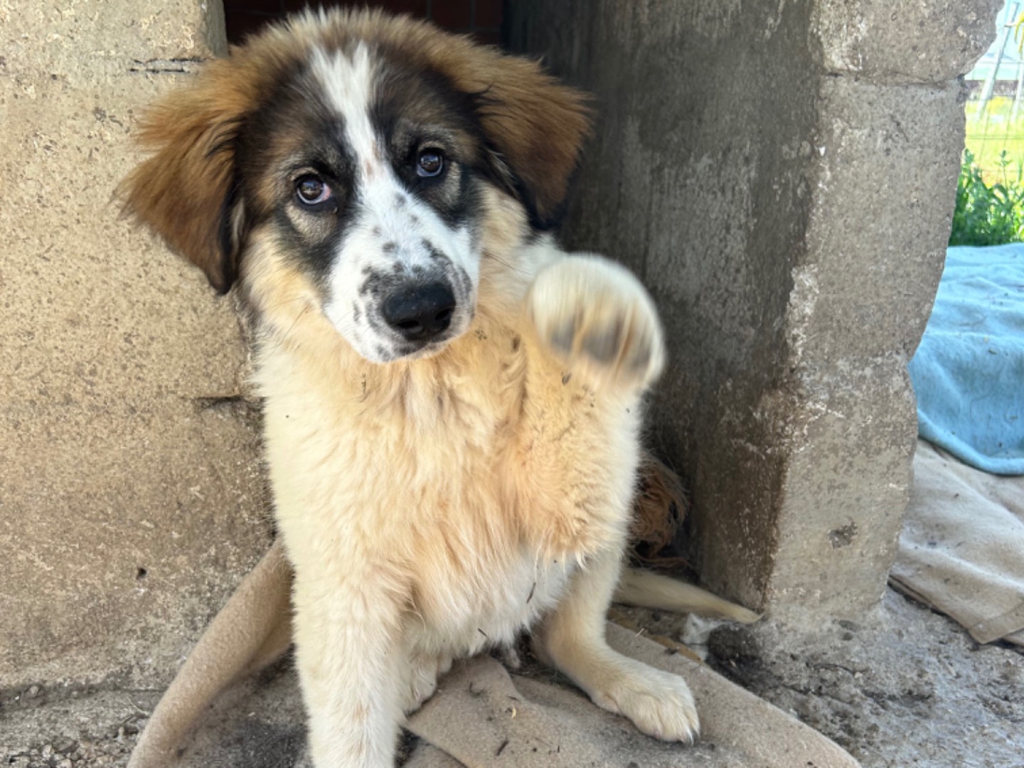 Adotta un cane, femmina, 4 mesi, Matera